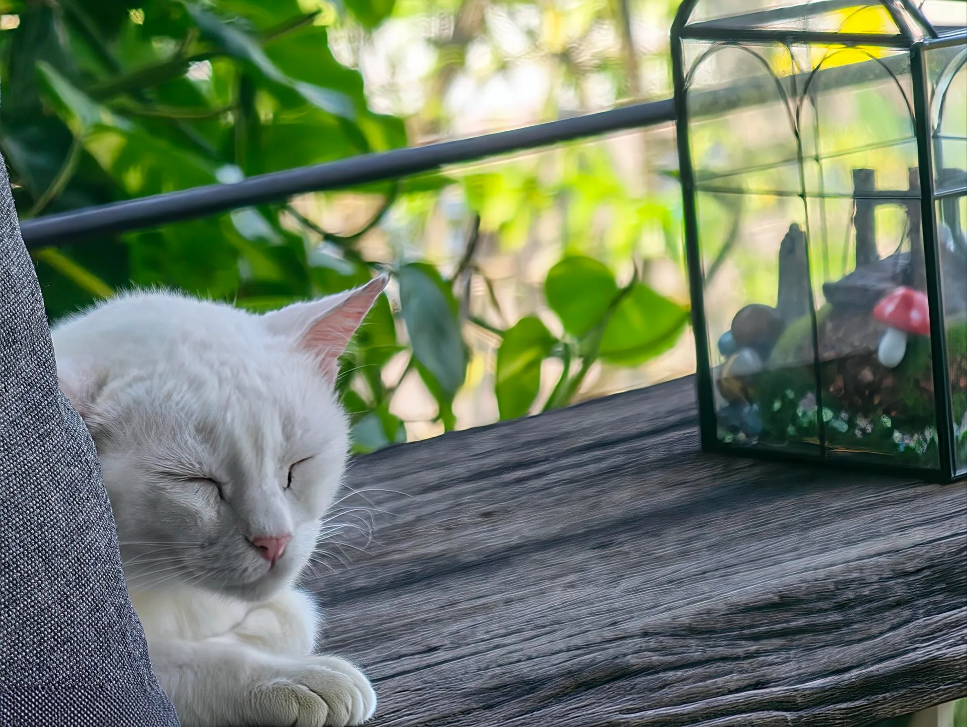 cat sleeping or meditating?