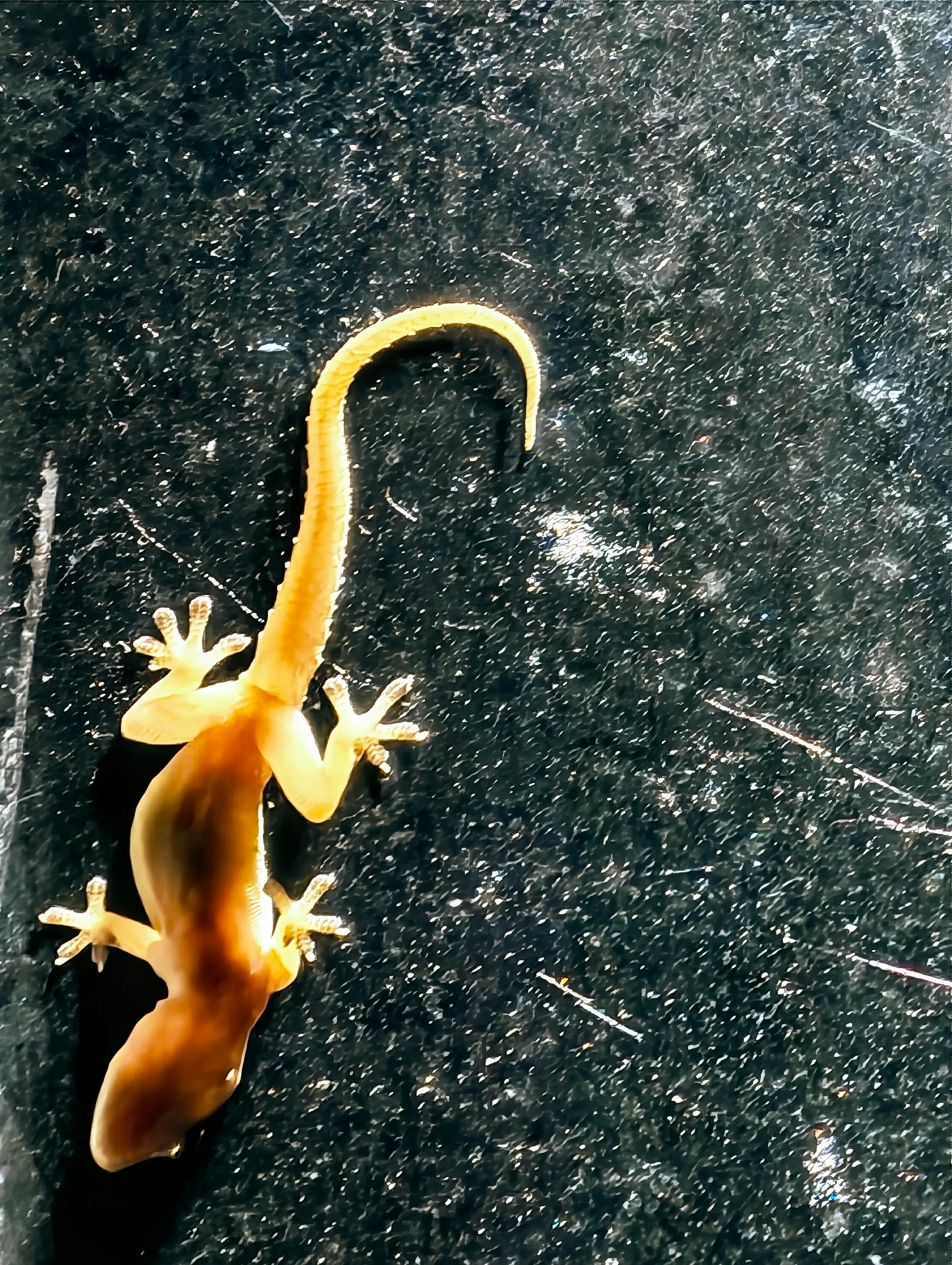 Hemidactylys frenatus nocturnal house gecko