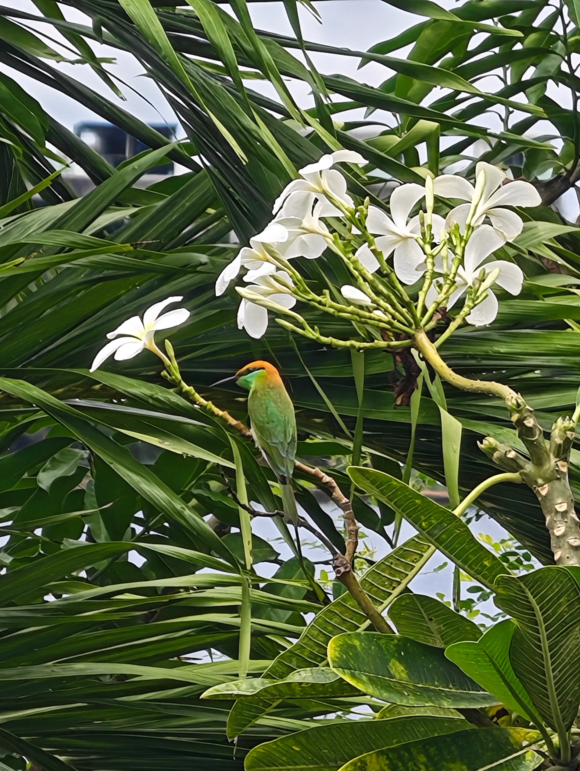 Asian green bee-eater in frangipani