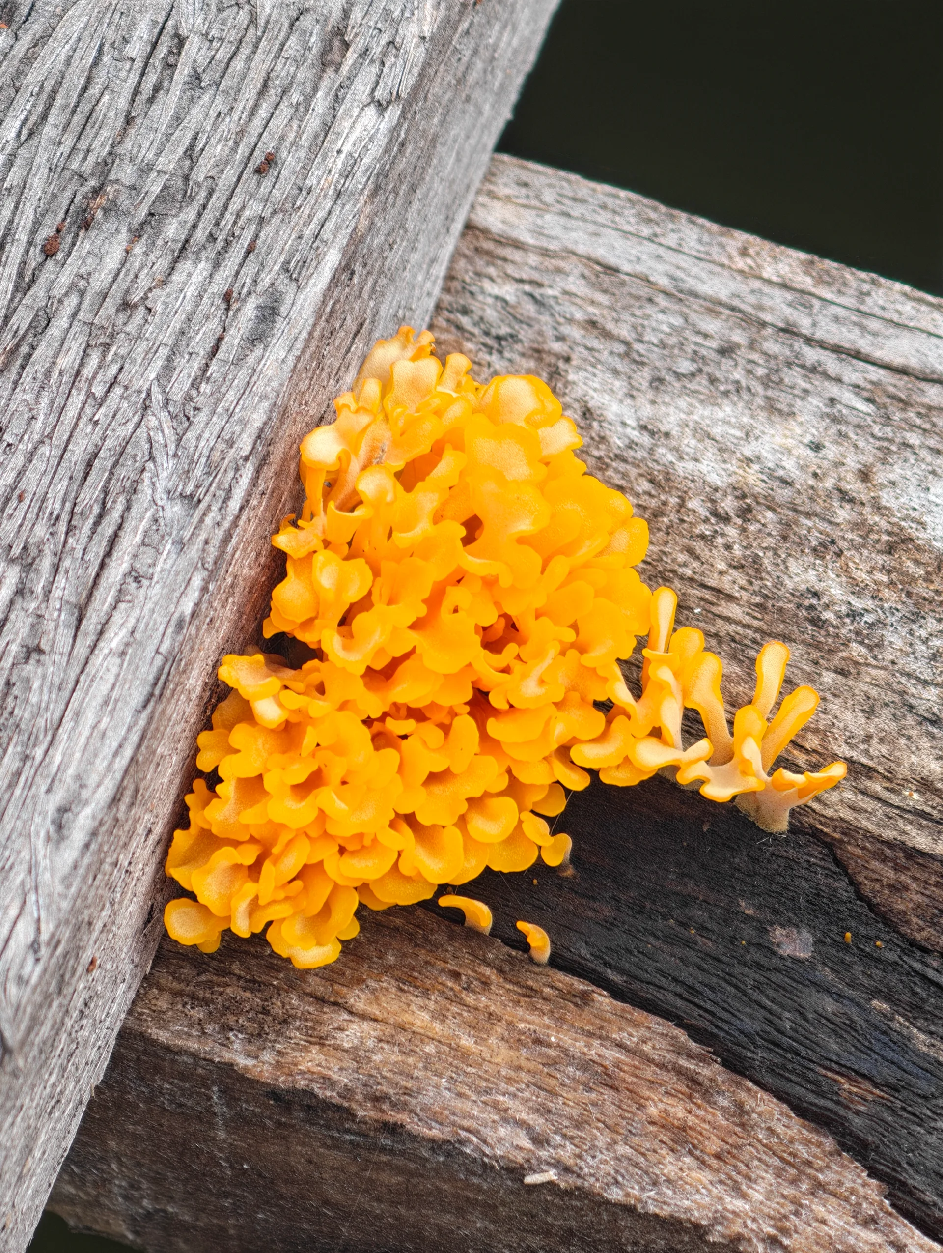 Dacrymyces spathularia striking a pose
