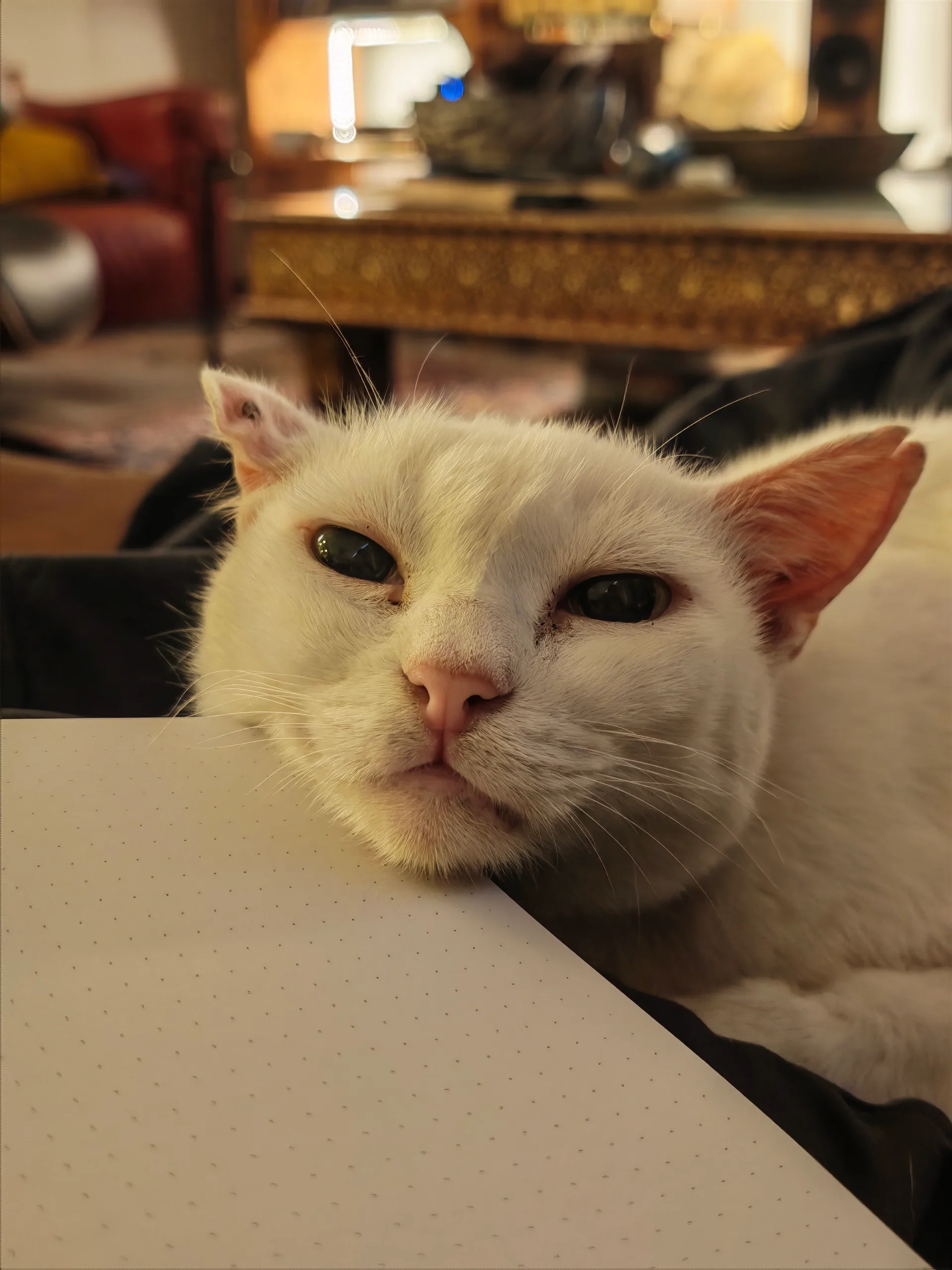 feline emotional support editor