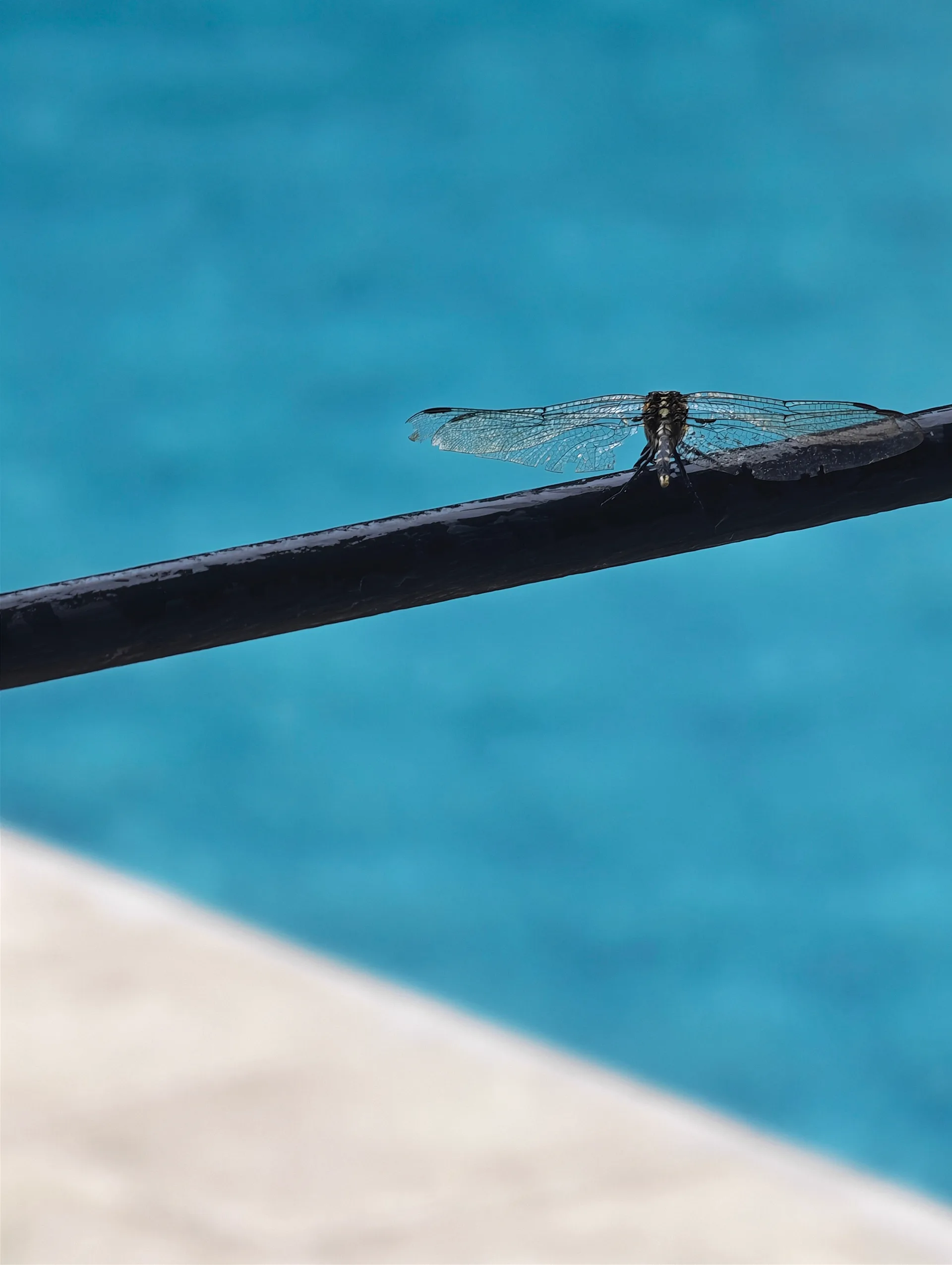 dragonfly waiting out the rain