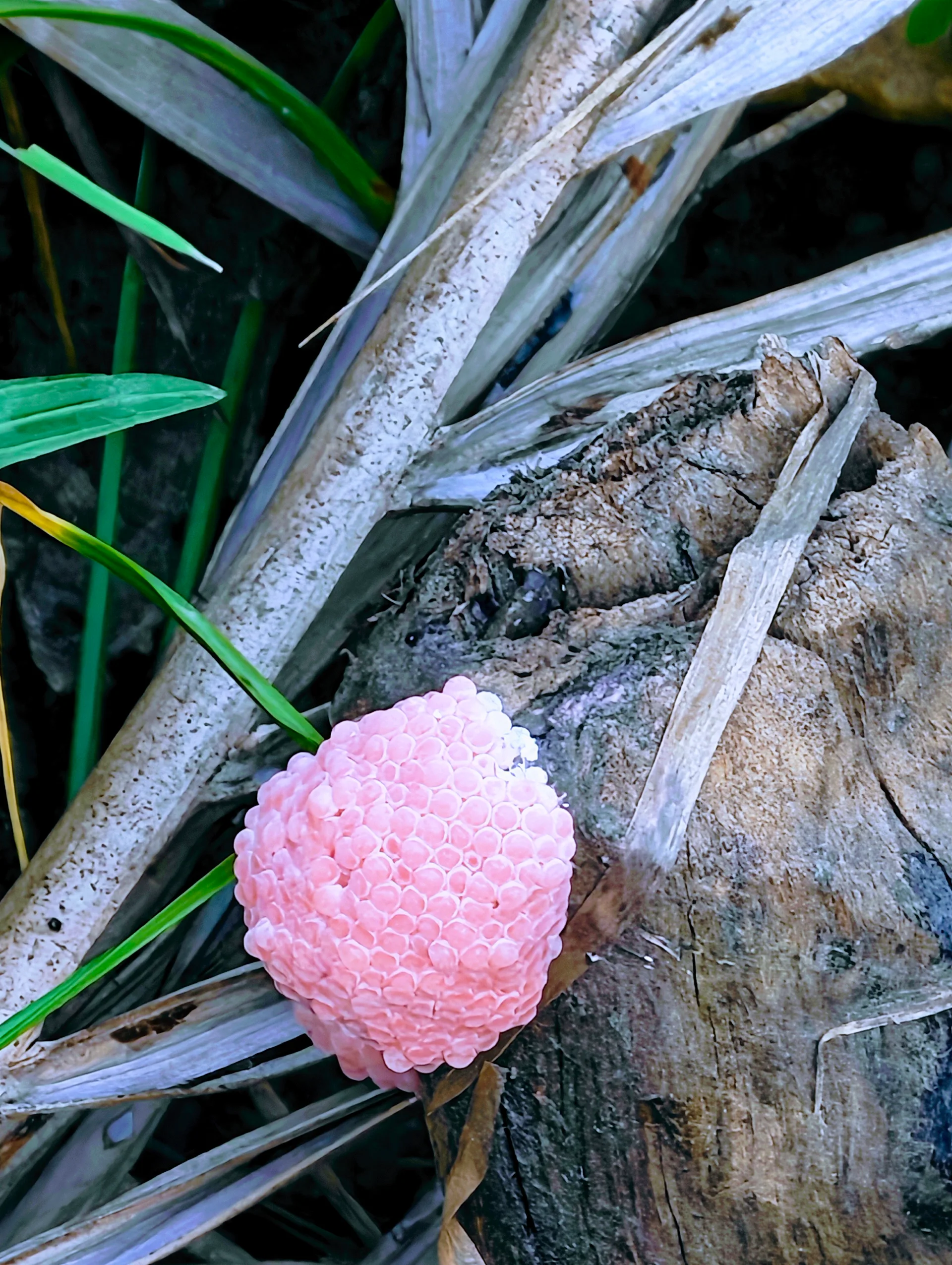 golden apple snail egg cluster