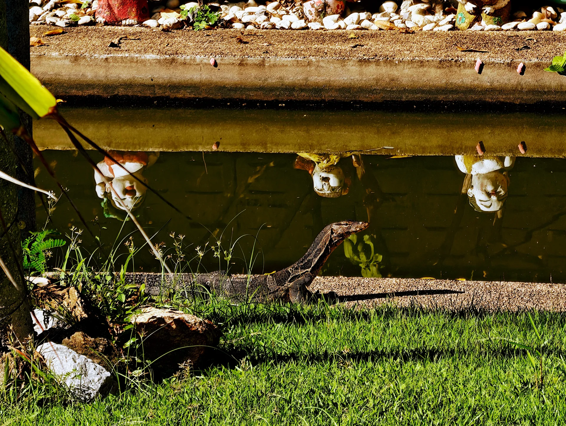 Asian water monitor visiting the garden